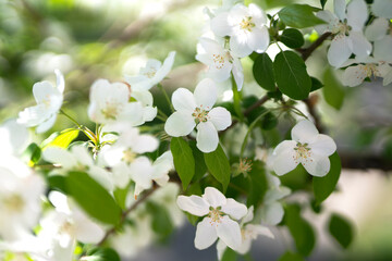 Blooming apple tree in spring. White flowers close up. Floral background with place for text. High quality photo