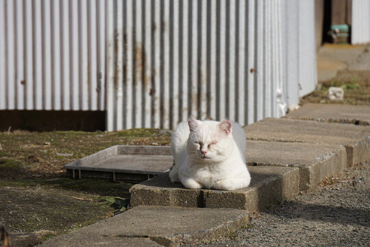 写真素材：香箱スタイルの猫