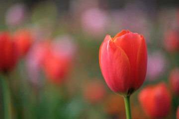 close up one bright red tulip flower with bokeh blur background