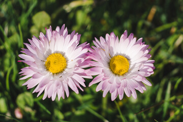 Two flower heads in the green grass. Formed as a symbol of infinity or the number eight