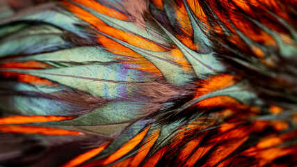 Feathers. Indian rooster bright color feathers. 