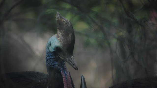Gorgeous australian cassowary bird behind tangled tree. Slow motion. 