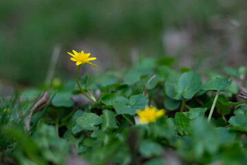 Ziarnopłon wiosenny, jaskier wiosenny, pszonka (Ficaria verna Huds.), żółte wiosenne kwiaty z...