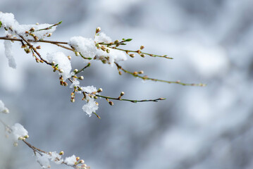 Młode pąki białych kwiatów przykryte ostatnim topniejącym śniegiem. Bardzo rozmyte tło. - obrazy, fototapety, plakaty