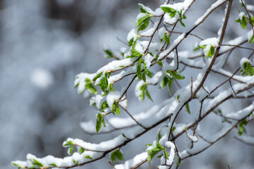 Zmiana pory roku, ostatni śnieg i pierwsze liście, jasny bokeh. - obrazy, fototapety, plakaty