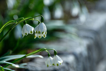 Śnieżyca wiosenna (Leucojum vernum) rodzina amarylkowatych, biały fiołek.Białe kwiaty z zielonym zakończeniem, bokeh.