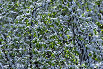 Świeże zielone liście pokryte białym śnieżnym puchem. Uginające się gałęzie pod śniegiem. Dużo światła słonecznego. - obrazy, fototapety, plakaty