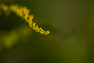 Nawłoć kanadyjska (Solidago canadensis L.) kwitnąca gałązka rośliny z rodziny astrowatych, ciemno zielone rozmyte tło, mała głębia ostrości. - obrazy, fototapety, plakaty