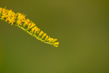 Nawłoć kanadyjska (Solidago canadensis L.) kwitnąca gałązka rośliny z rodziny astrowatych, jasno zielony bokeh. - obrazy, fototapety, plakaty