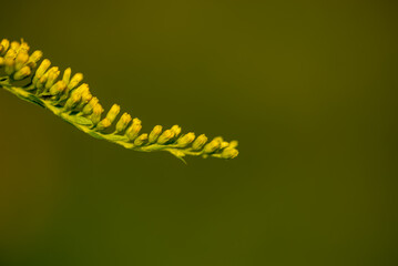 Nawłoć kanadyjska (Solidago canadensis L.) kwitnąca gałązka rośliny z rodziny astrowatych, Bokeh. - obrazy, fototapety, plakaty