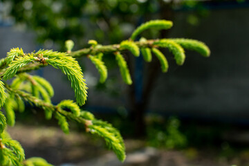 Young branches of Norway spruce. Blurred background
