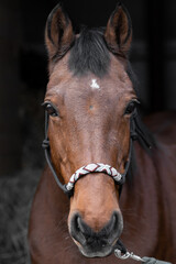 closeup portrait of a brown horse in the entrance of a stable