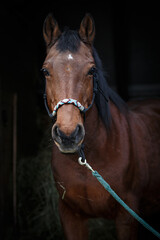 brown horse in the entrance of a stable