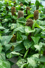 Golden Pothos Epipremnum aureum in nursery or floral shop to grow in flower pot along with moss pole for sale. Plant gardening. 