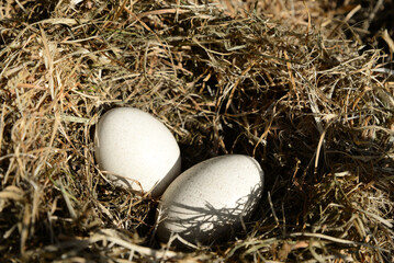 Naklejka na ściany i meble Closeup view of nest with turkey eggs