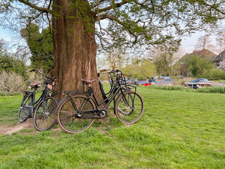 Fototapeta premium Many bicycles near tree in green park