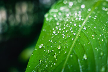 Green leaf with water drops of the rain in garden