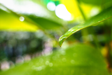 Green leaf with water drops of the rain in garden