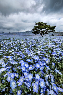 ネモフィラ属 Images Browse 638 Stock Photos Vectors And Video Adobe Stock