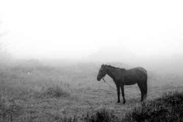 Horse in the mist field