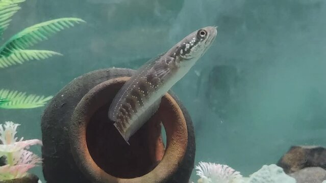 snake fish in the water