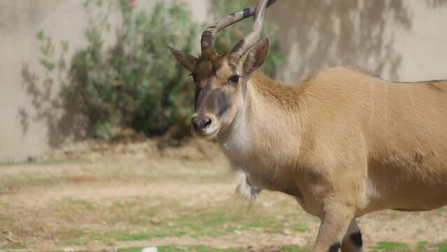 Close up of antelope Addax walking. Slow motion. 