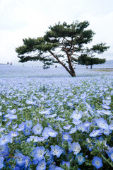 茨城県ひたちなか市のネモフィラ畑