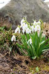 A bush of the first flowers of snowdrops in a meadow next to a large stone. The concept of primroses in the natural environment. Vertical orientation.