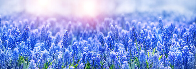 Beautiful blue-purple Muscari flowers on spring meadow, floral abstract sunny natural background....