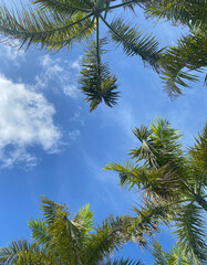 Punta Palm Trees 3
