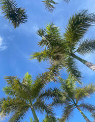 Obraz na płótnie Canvas Punta Palm Trees 2