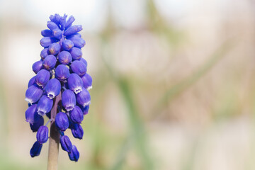 Blue Grape Hyacinth. One flower Muscari close up on a blurred background with space for text