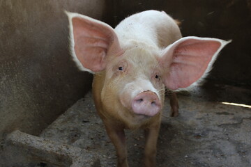Friendly Pig in a Farm
