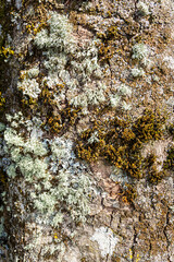 Lichens and mosses on a tree trunk at Lowther, Cumbria, England UK