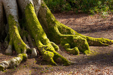 The mossy roots of an old tree at Lowther in the English Lake District National Park near Penrith, Cumbria, England UK