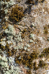 Lichens and mosses on a tree trunk at Lowther, Cumbria, England UK