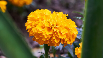 yellow flower in the garden