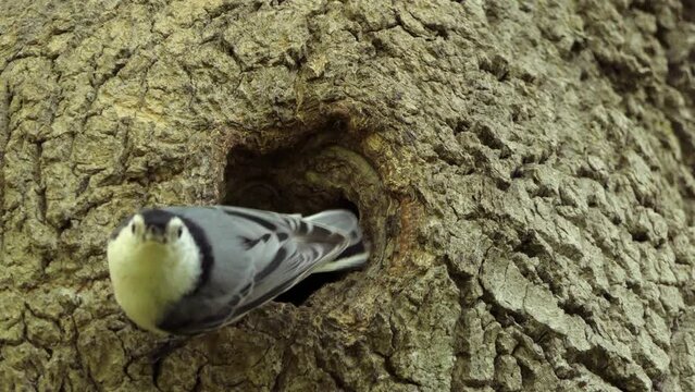White Breasted Nuthatch Walking Out Of Tree Cavity Nest. Male Bird.