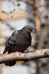 pigeon on a branch