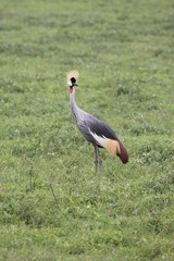 Funny Looking African Bird