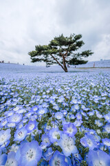 茨城県ひたちなか市のネモフィラ畑