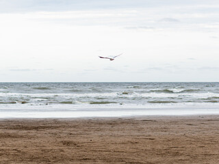 Seagull flying over the beach in a cloudy day
