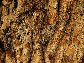 tree bark texture. close up of tree skin