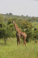 Giraffe in Tarangire National Park