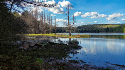 Obraz premium Dead tree on the shore of Hawkins Pond in Upstate NY, Broome County.