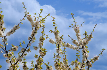 Wiosna w ogrodzie, kwitnienie czereśni © Albert