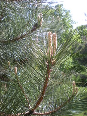 młode pędy sosny © Joanna