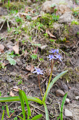 Scilla in a meadow under a high mountain. First spring flowers. Rest in the mountains. Vertical orientation.