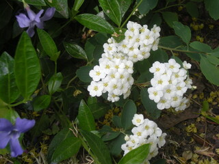 małe, drobne, białe kwiatki prosto z ogrodu 
