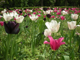 Fototapeta kolorowe tulipany w ogrodzie obraz